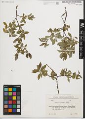 Foto von Salix iliensis Regel